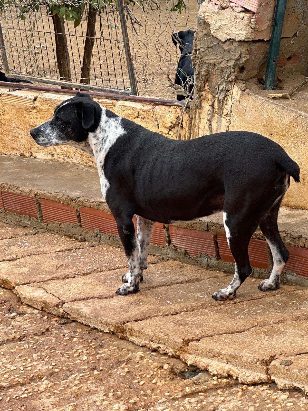 Lady - AF24101PL Lady - AF24101PL