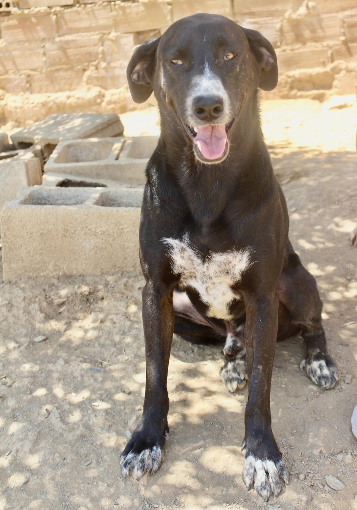 Wilson - AM24108PL Wilson - AM24108PL