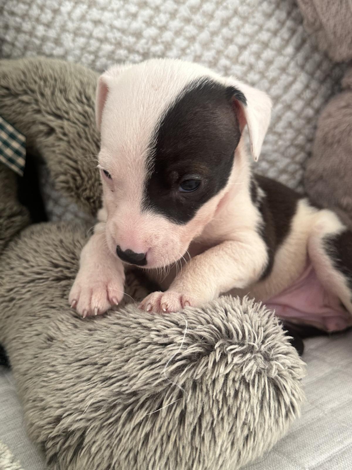 Zuzu - PM25119 Zuzu - PM25119