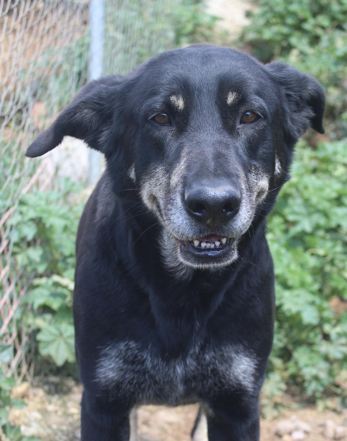 Panther - AM25155AD Panther - AM25155AD