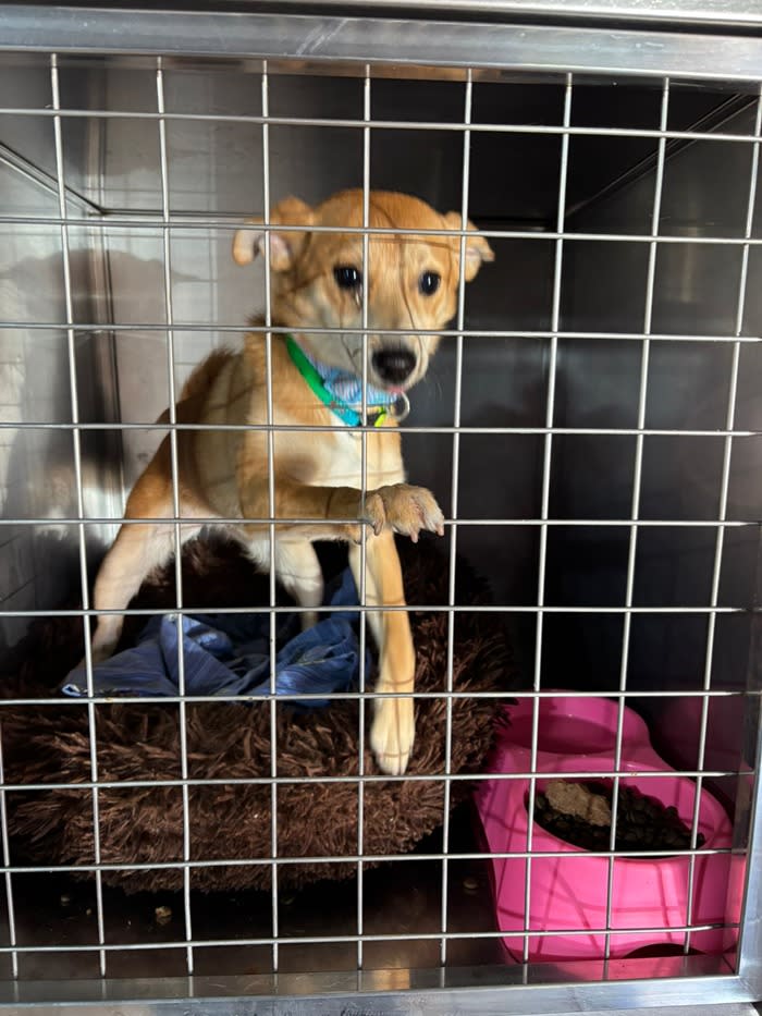 Bambina - PF26280LB Bambina - PF26280LB