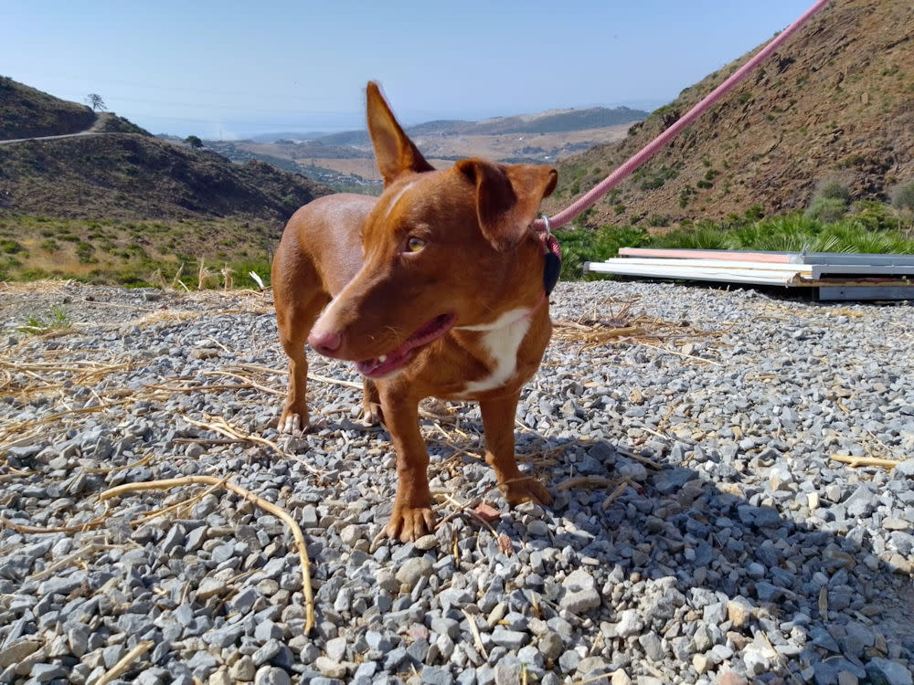 Bobo - AM26267AD Bobo - AM26267AD