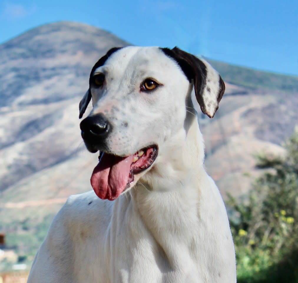 Dermot - YM2424SS Dermot - YM2424SS