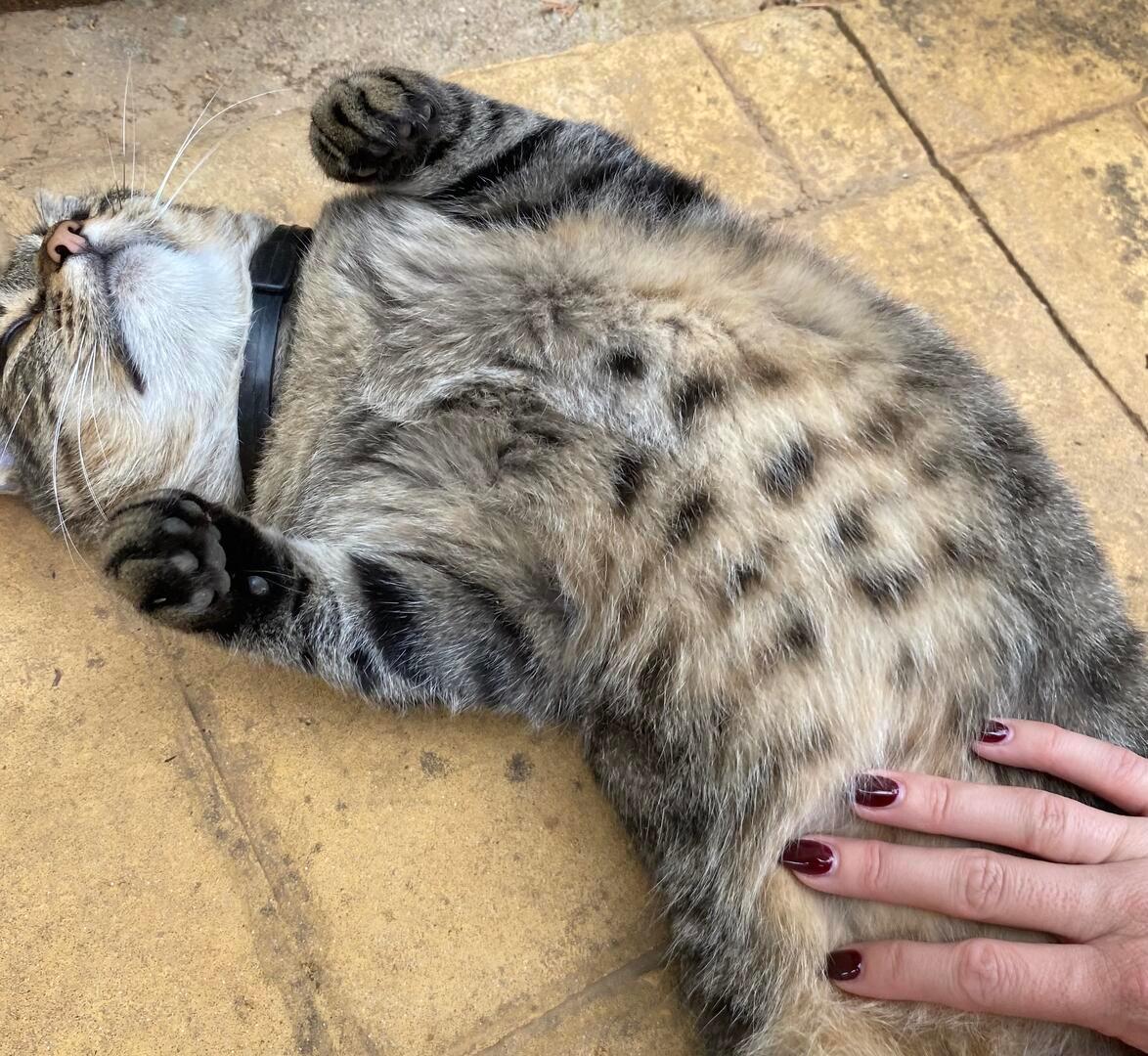 Kisu - YF2496 Kisu - YF2496