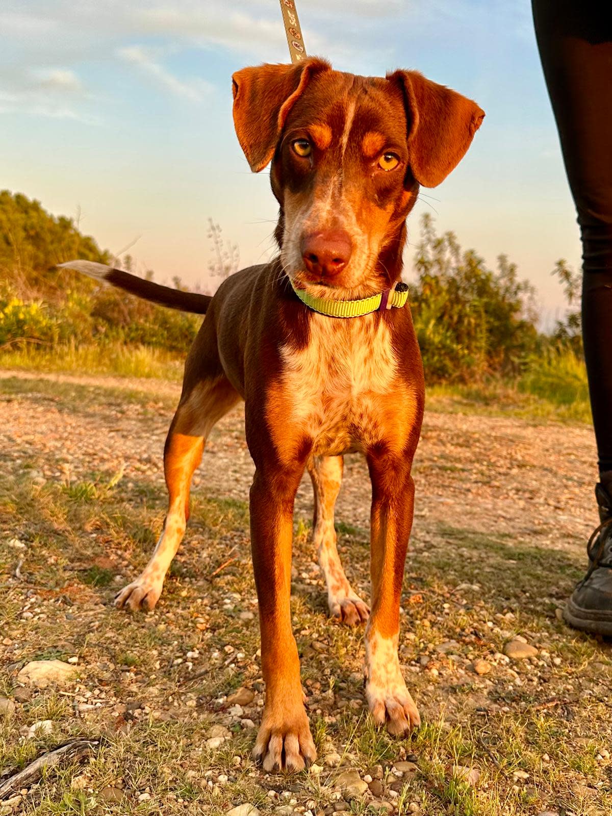 Honey - YM26275LC Honey - YM26275LC