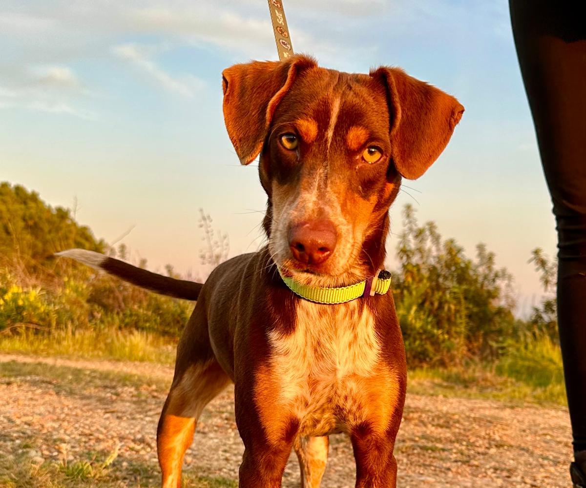 Honey - YM26275LC Honey - YM26275LC