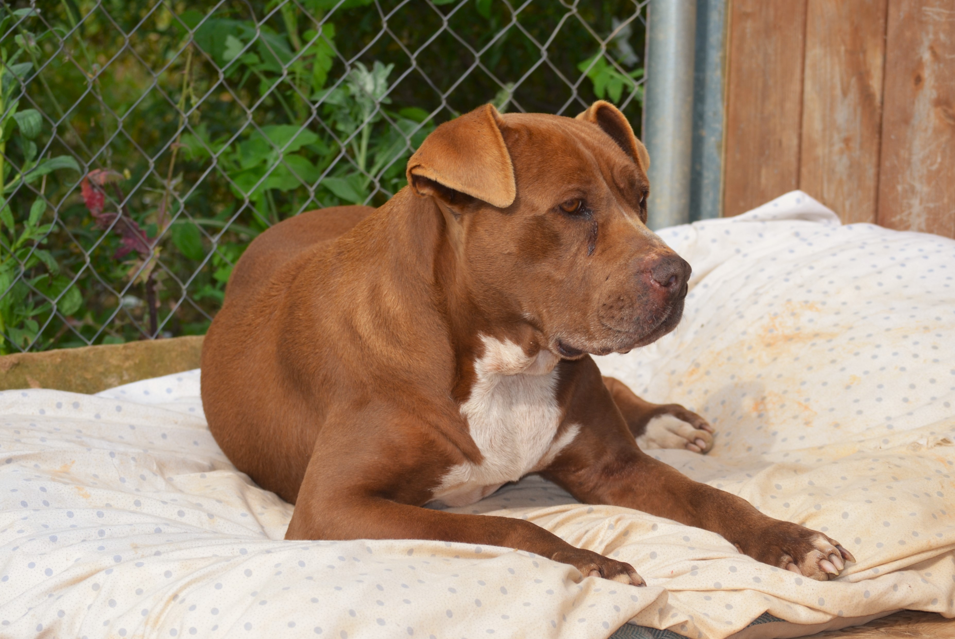 Chocolate - AF2431CL