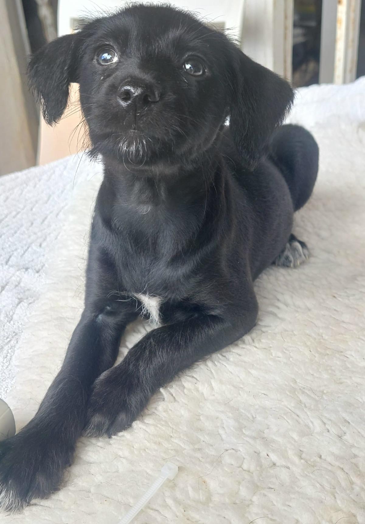 Chilli - PF243A Chilli - PF243A