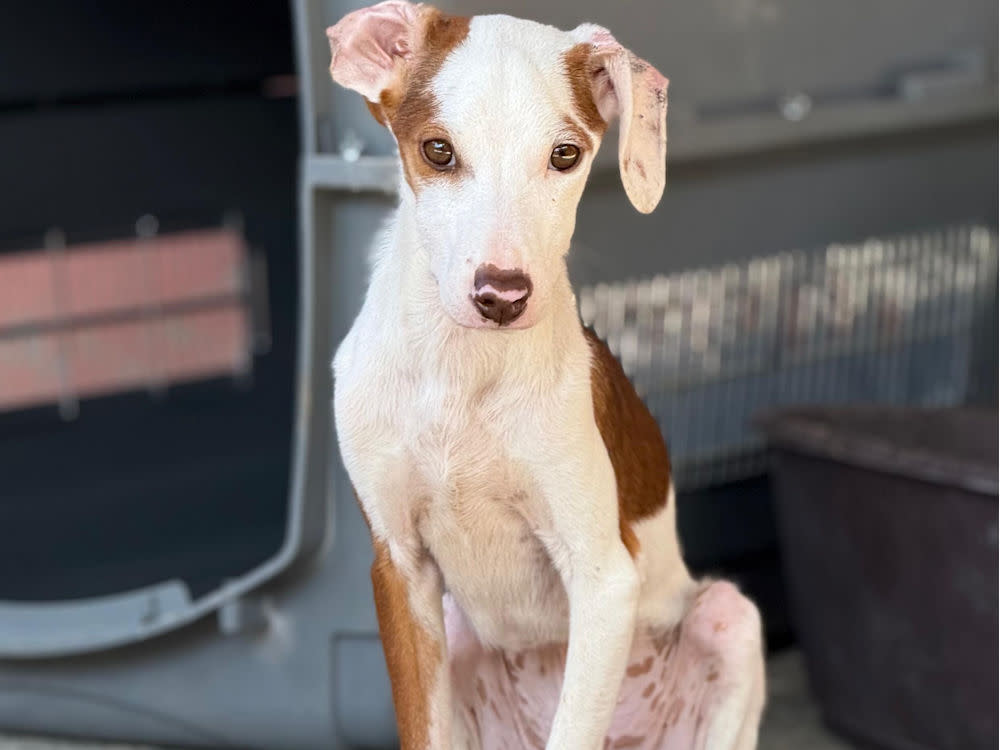 Cameron - YM25211AD Cameron - YM25211AD