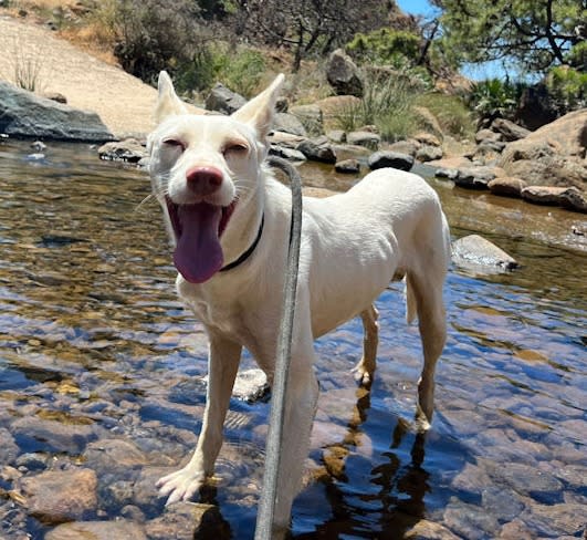 Clancy - AM26259AD Clancy - AM26259AD