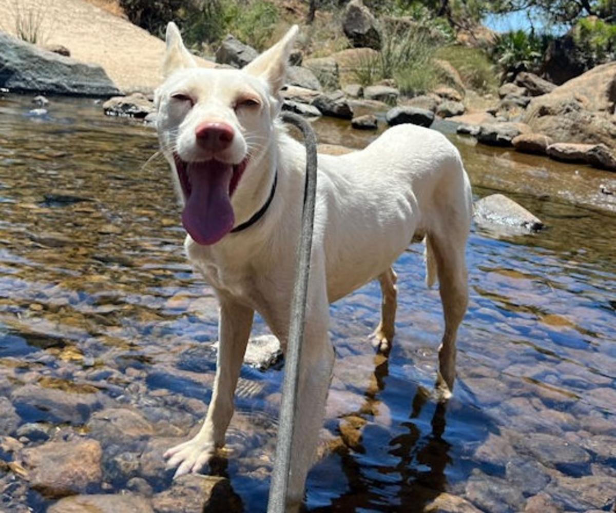 Clancy - AM26259AD Clancy - AM26259AD