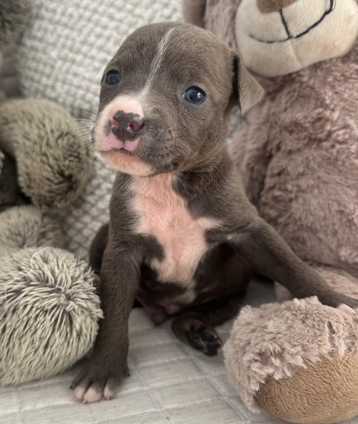 Leon - PM25121 Leon - PM25121