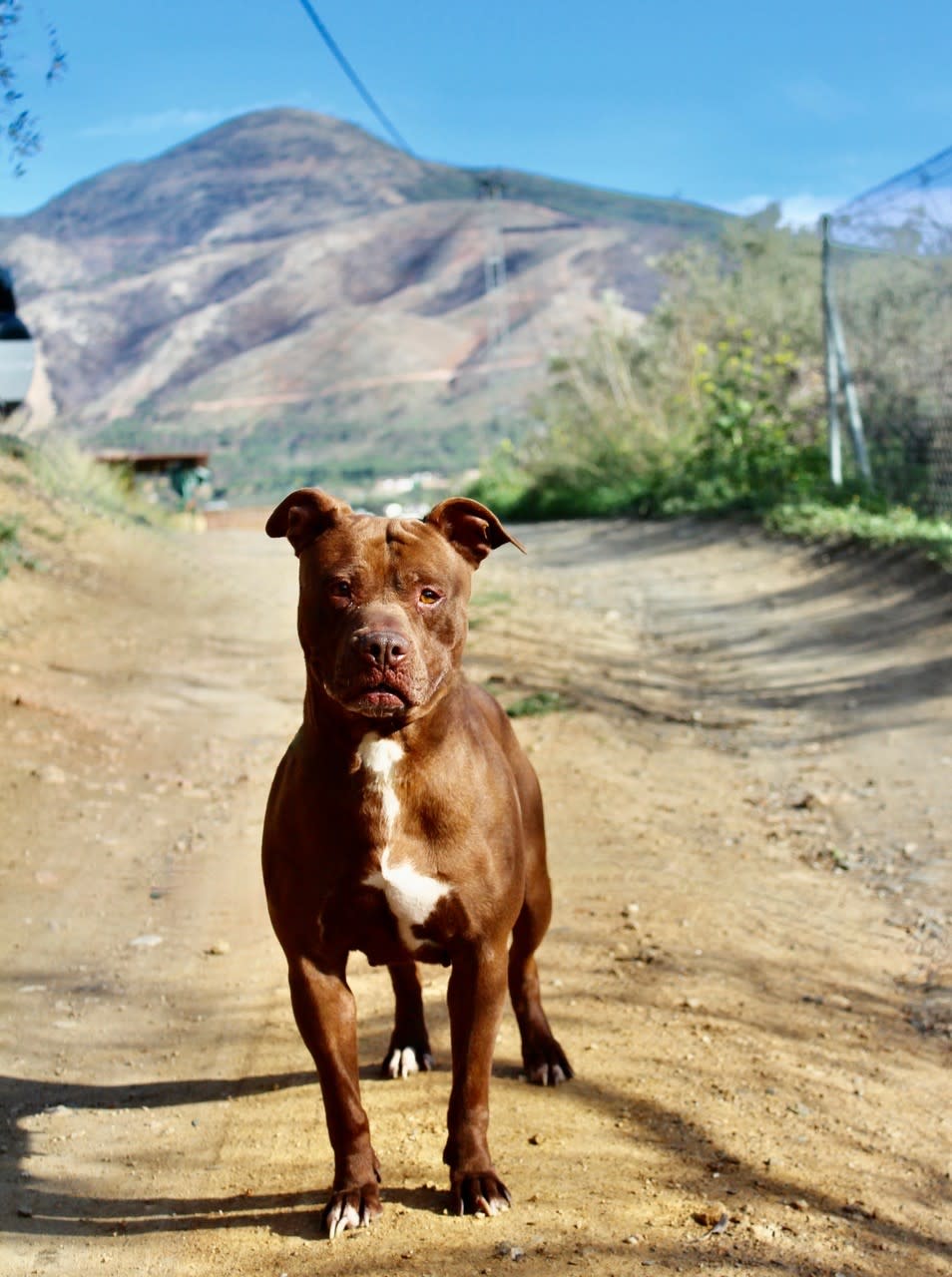 Ruby Red - AF2411SS Ruby Red - AF2411SS