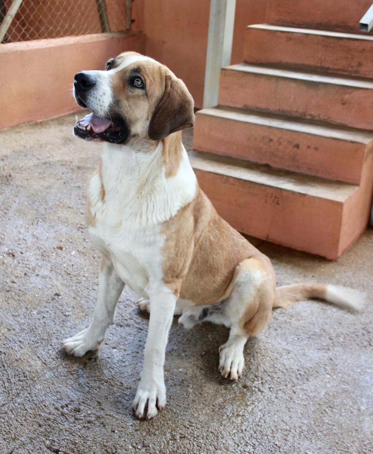 Abraham - AM25152AD Abraham - AM25152AD