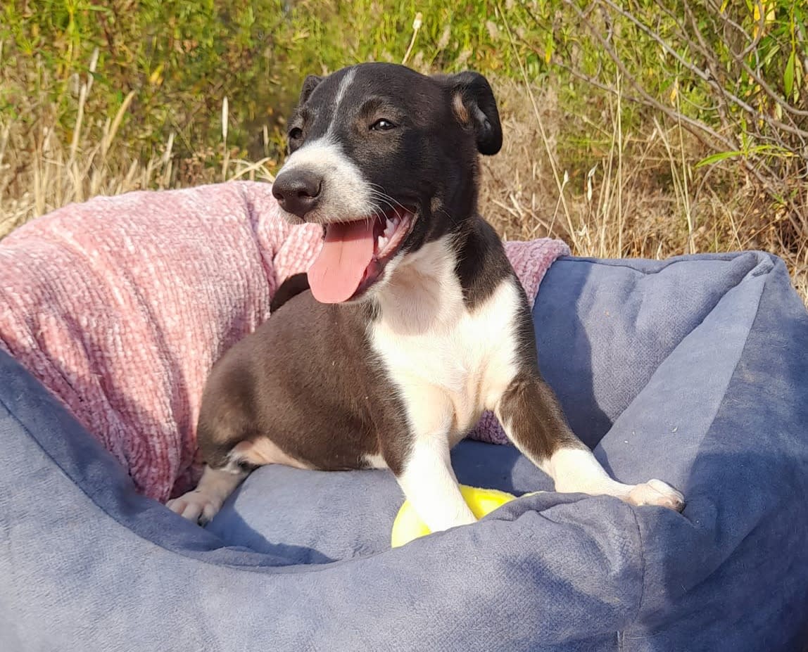 Lolo - PM25178 Lolo - PM25178