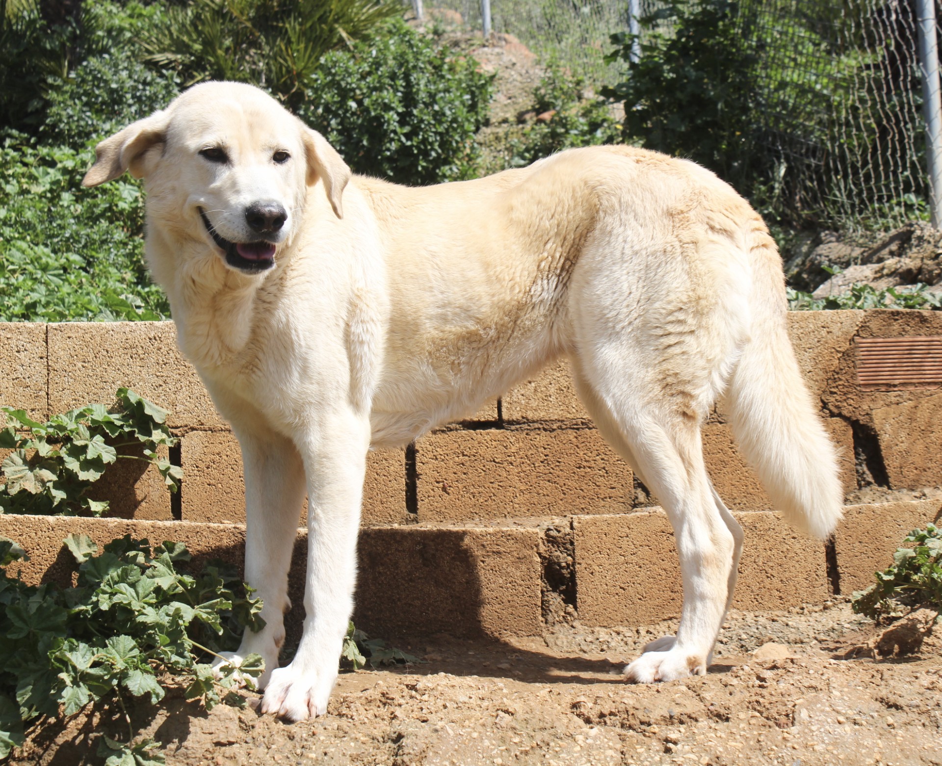 Samatha  - AF25151AD