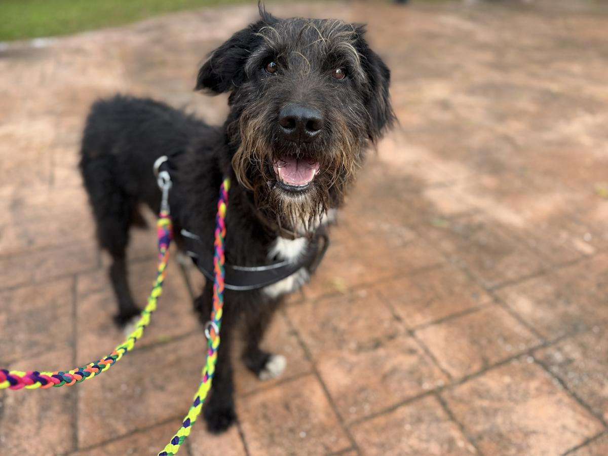 Leo - AM25237 Leo - AM25237