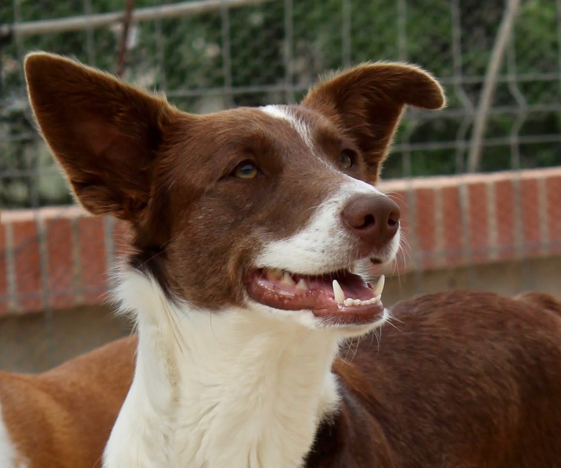 Barbie - AF2467PL Barbie - AF2467PL