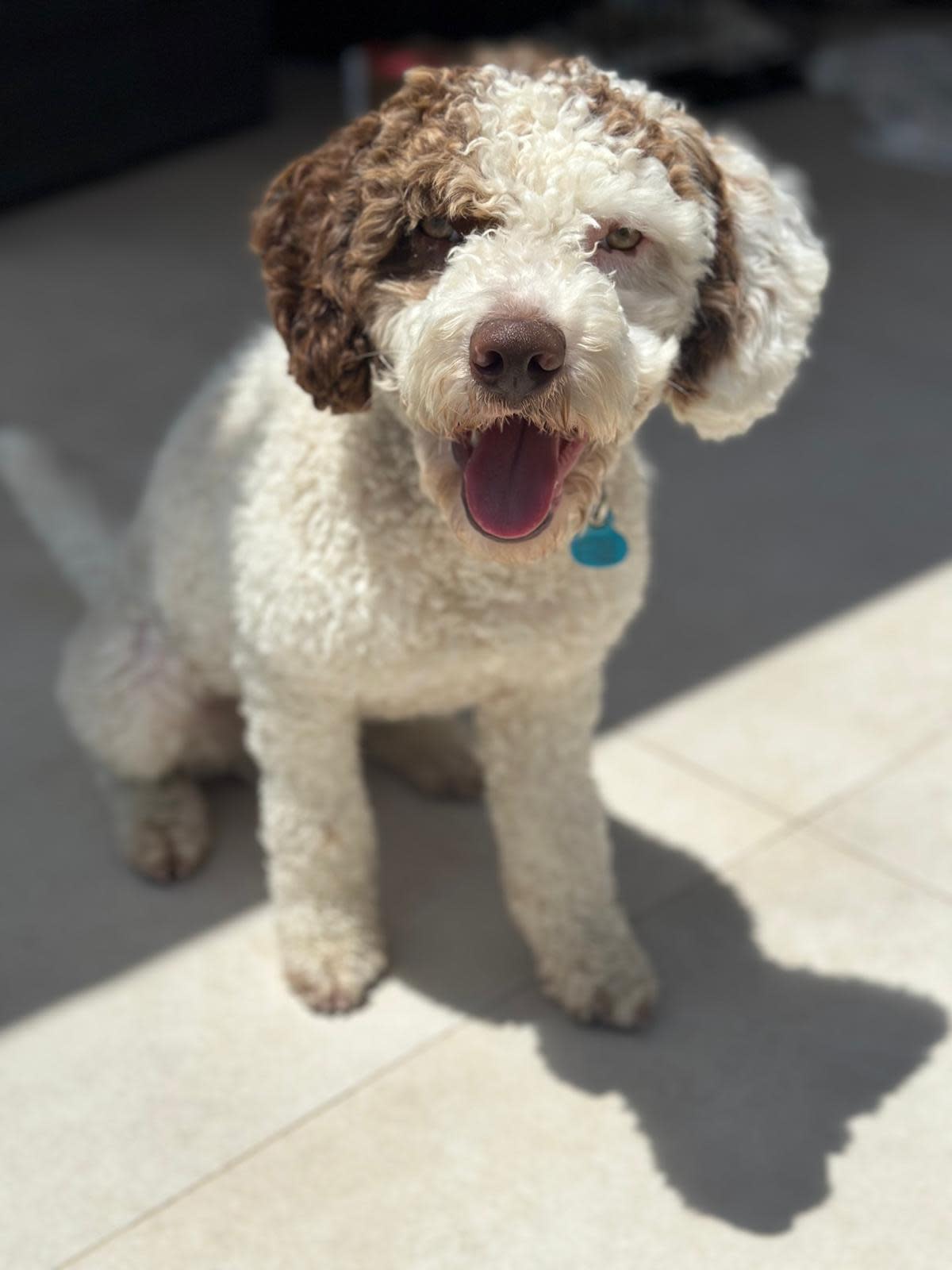 Guido - YM2459RH Guido - YM2459RH