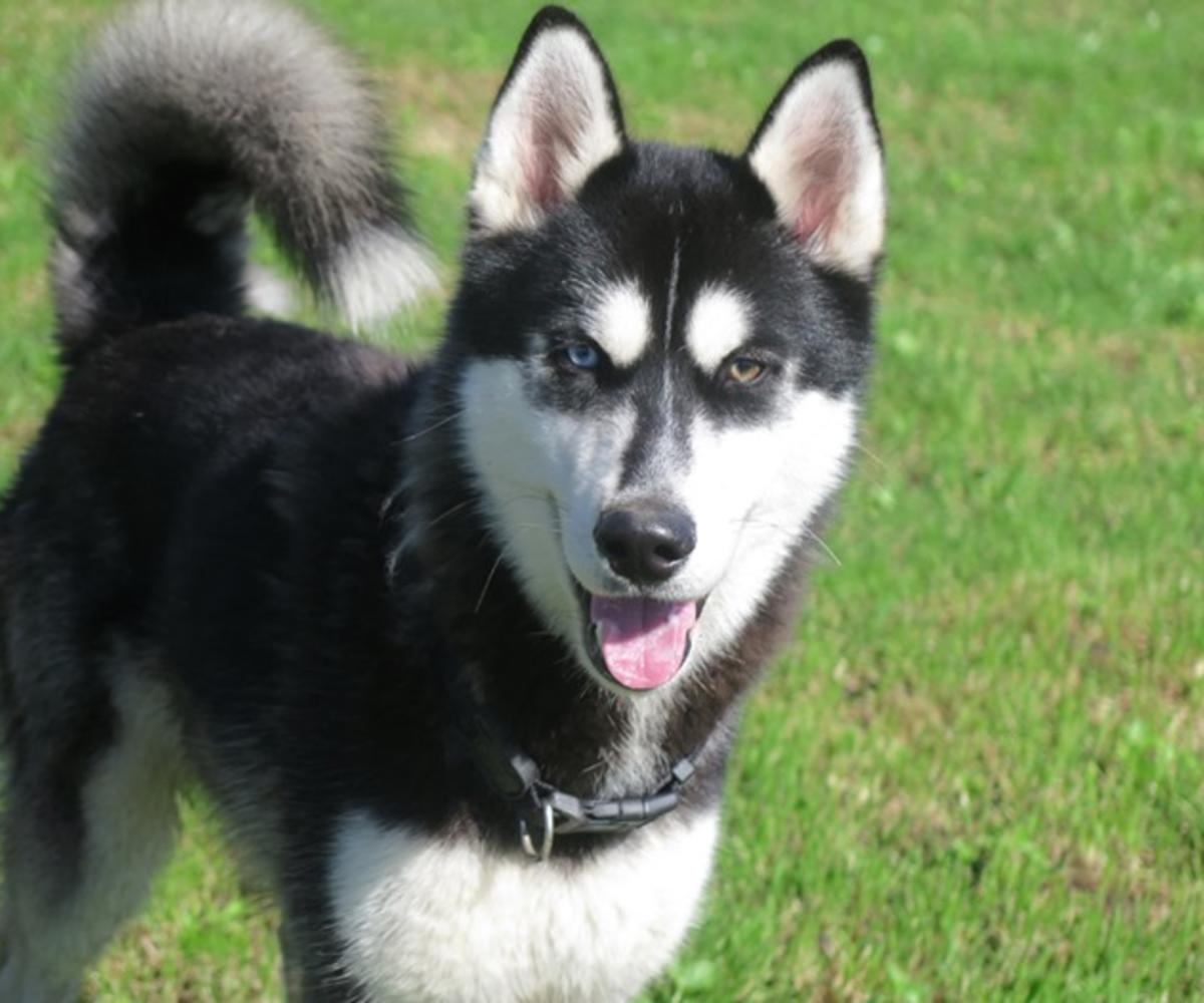 Oreo - AM26282LB Oreo - AM26282LB