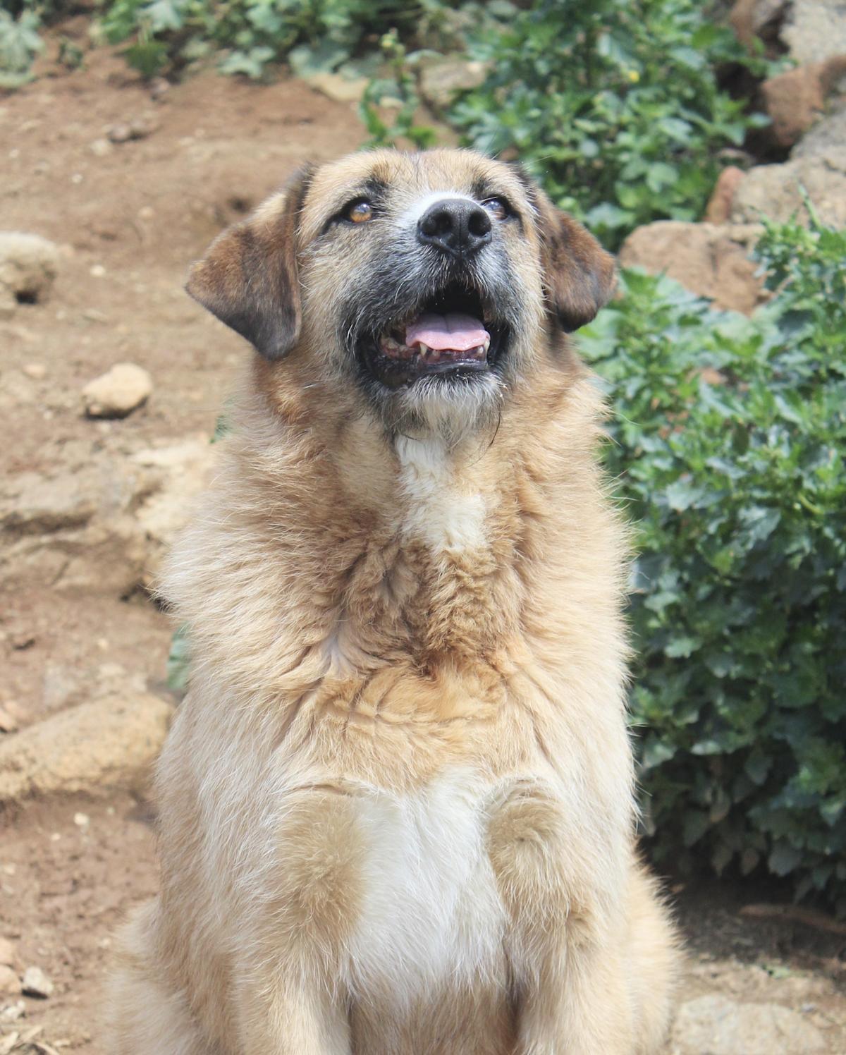 Wolfy - AM25161AD Wolfy - AM25161AD