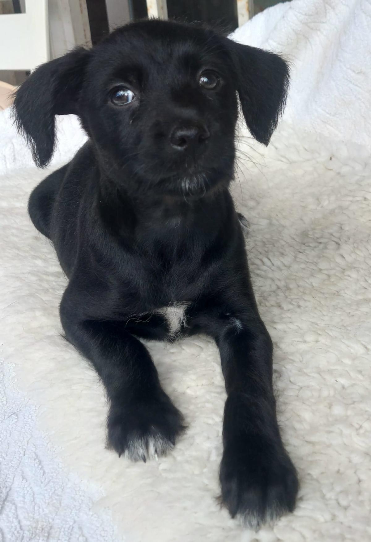 Chilli - PF243A Chilli - PF243A