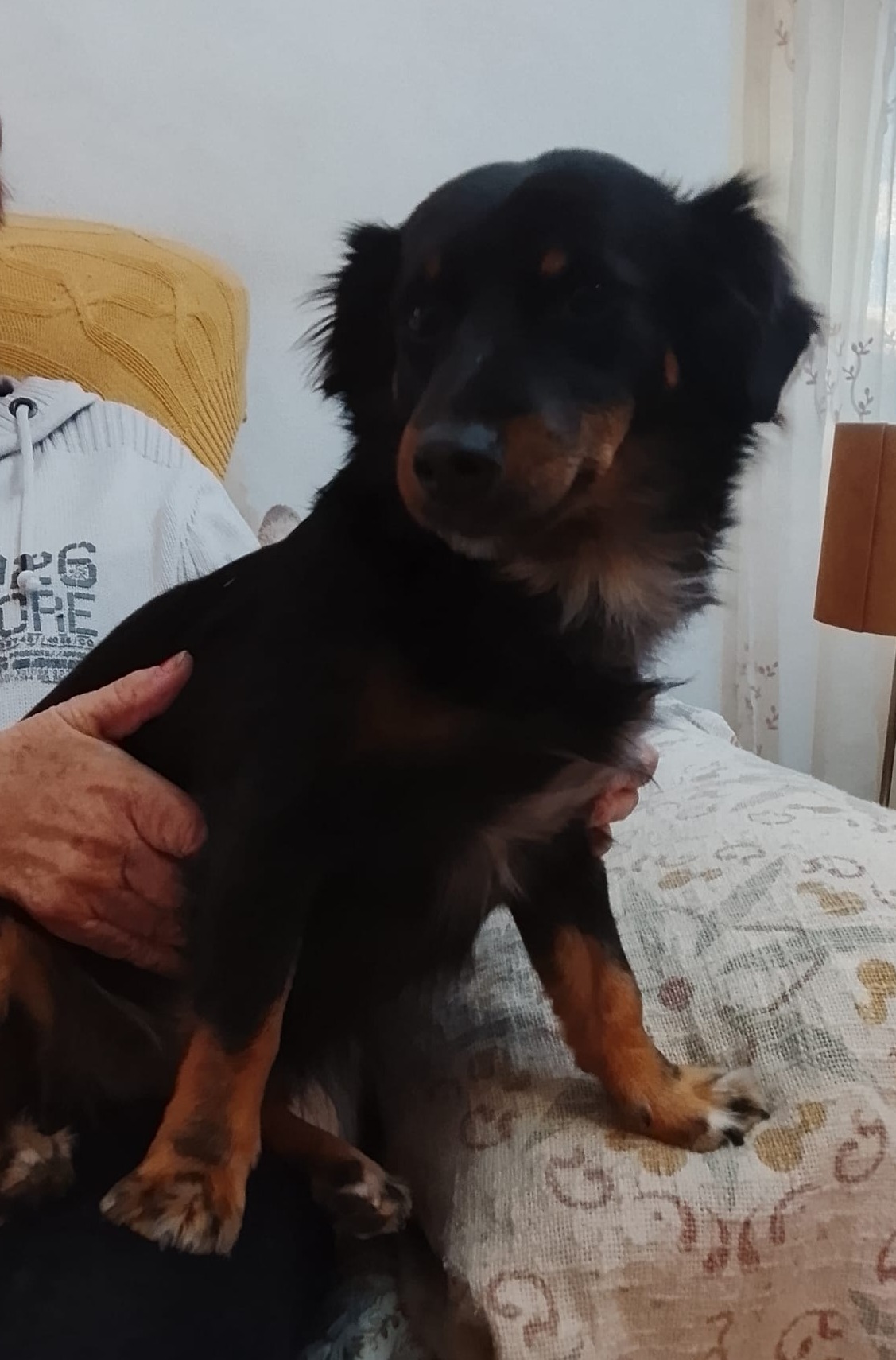 Milly and Pixie - AF26247