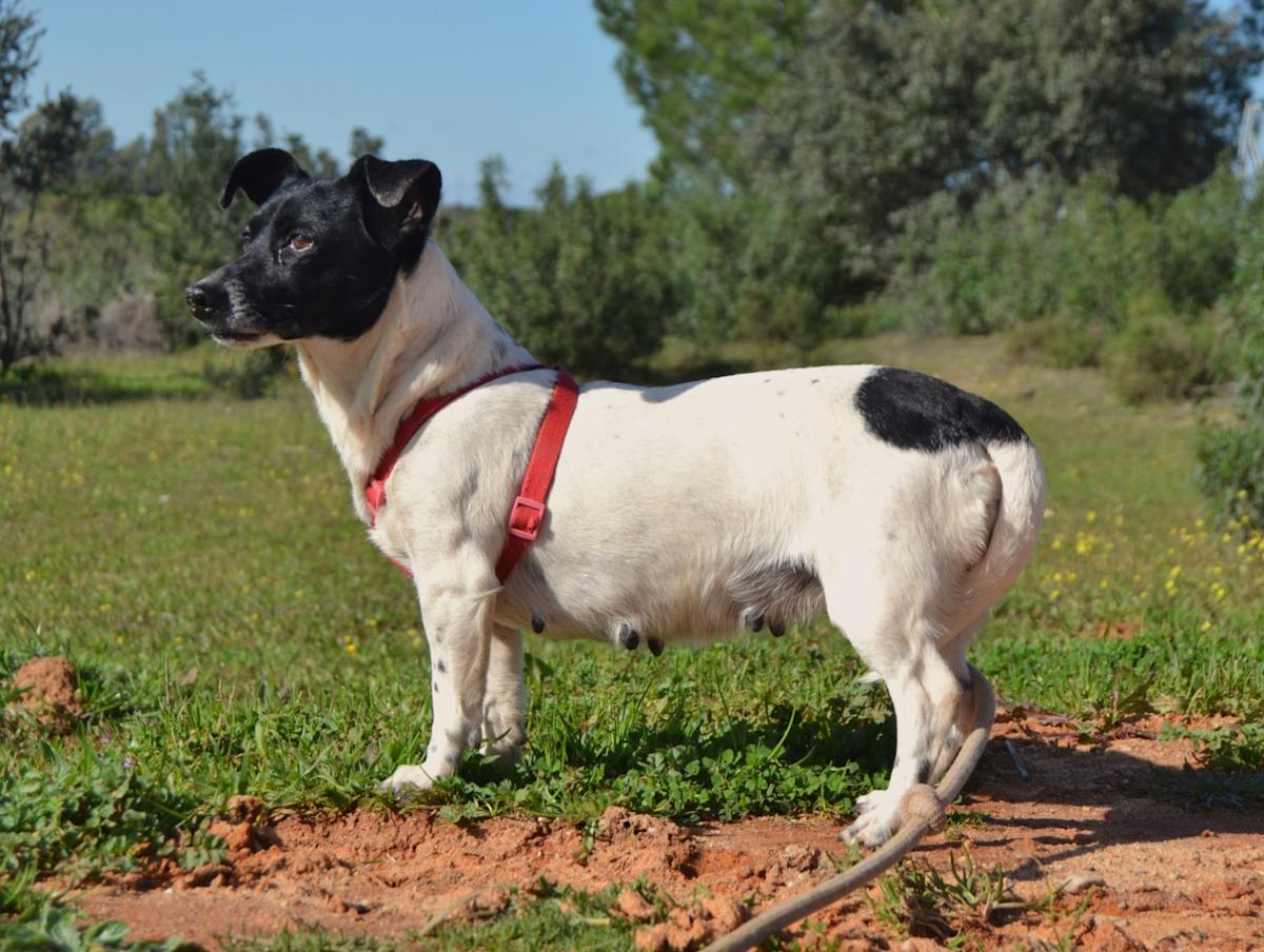 Kelly - AF25145LC Kelly - AF25145LC