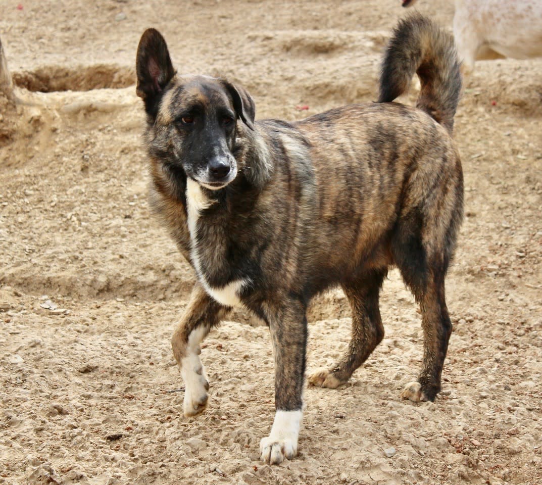 Kiko - AM2428PL Kiko - AM2428PL