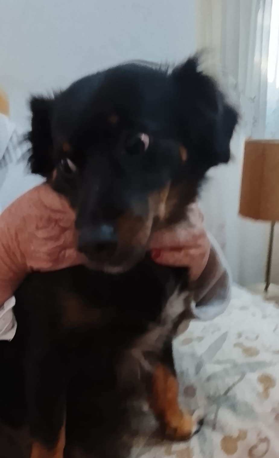 Milly and Pixie - AF26247 Milly and Pixie - AF26247