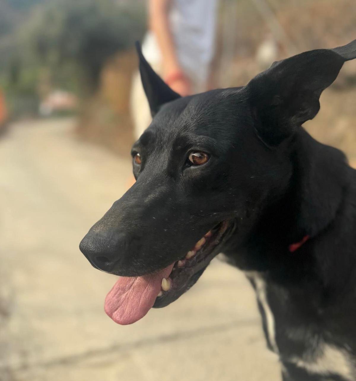 Chesca - YF25209 Chesca - YF25209