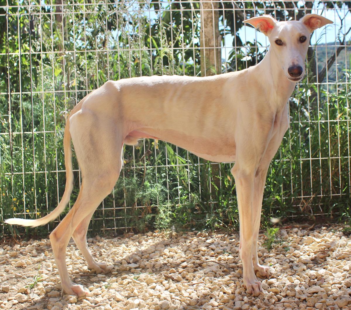 Kenzo - YM2450FC Kenzo - YM2450FC