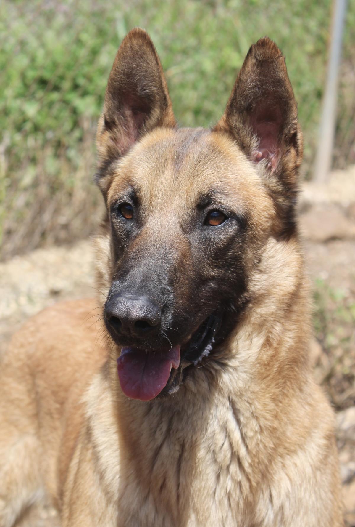 Bruno - AM25160AD Bruno - AM25160AD