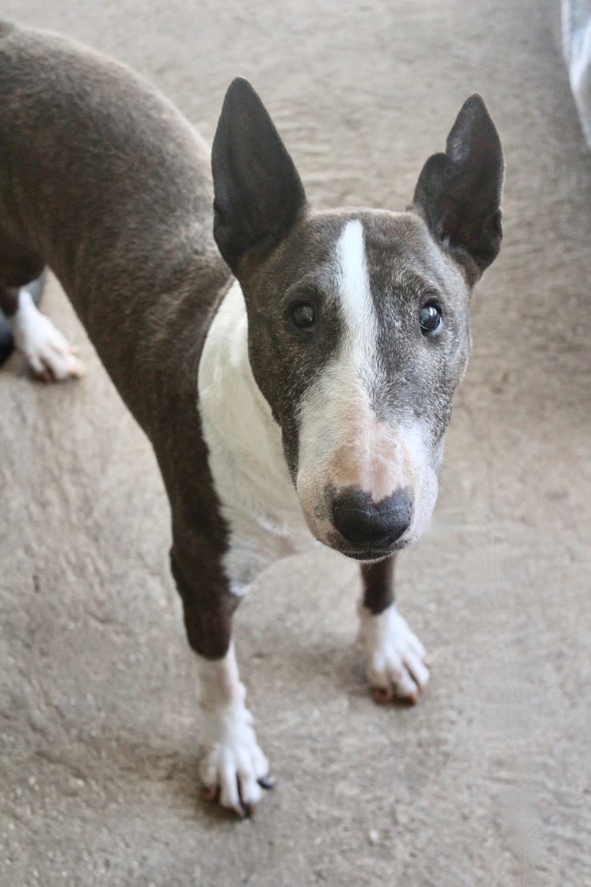 Peggy Sue - AF25216ML Peggy Sue - AF25216ML