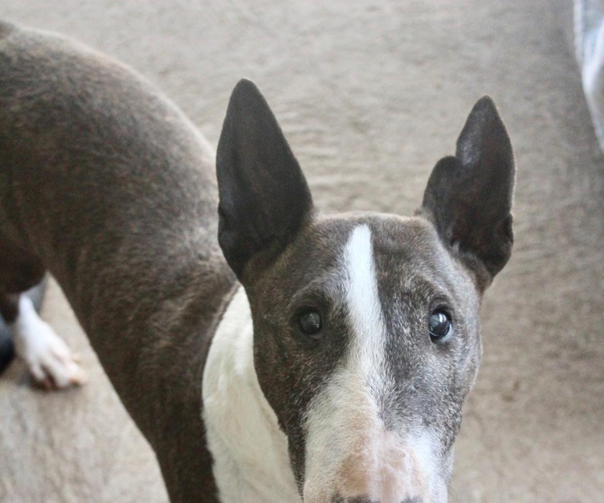 Peggy Sue - AF25216ML Peggy Sue - AF25216ML