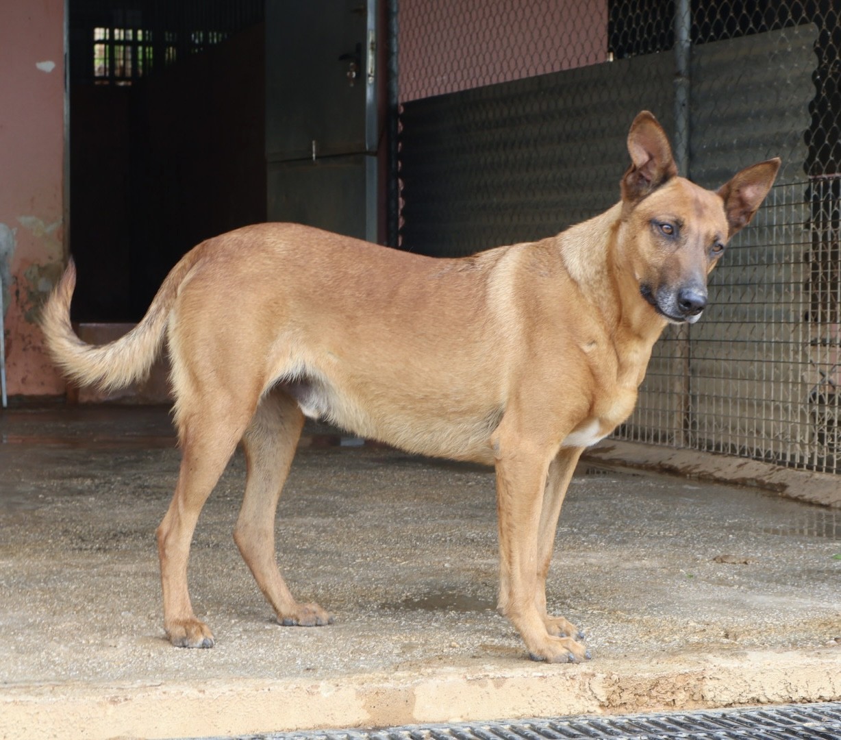 Ranger AD - AM25169AD