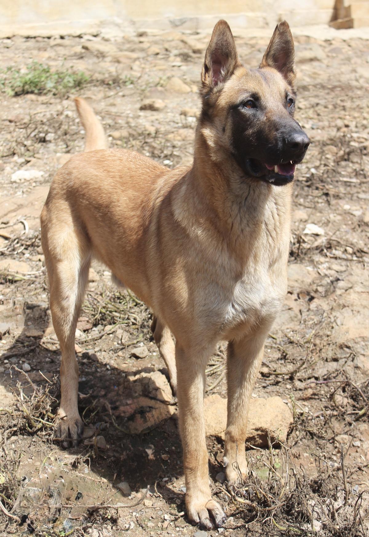 Bruno - AM25160AD Bruno - AM25160AD