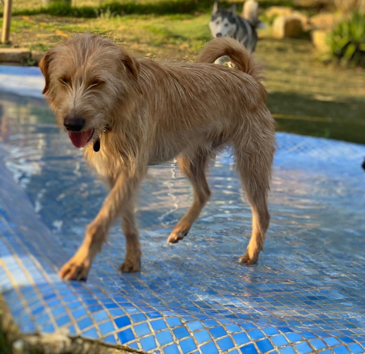 Koos - YM25199 Koos - YM25199