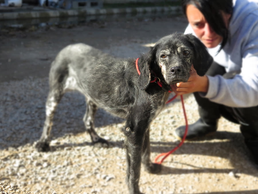 Berenguela - AF25231LB Berenguela - AF25231LB