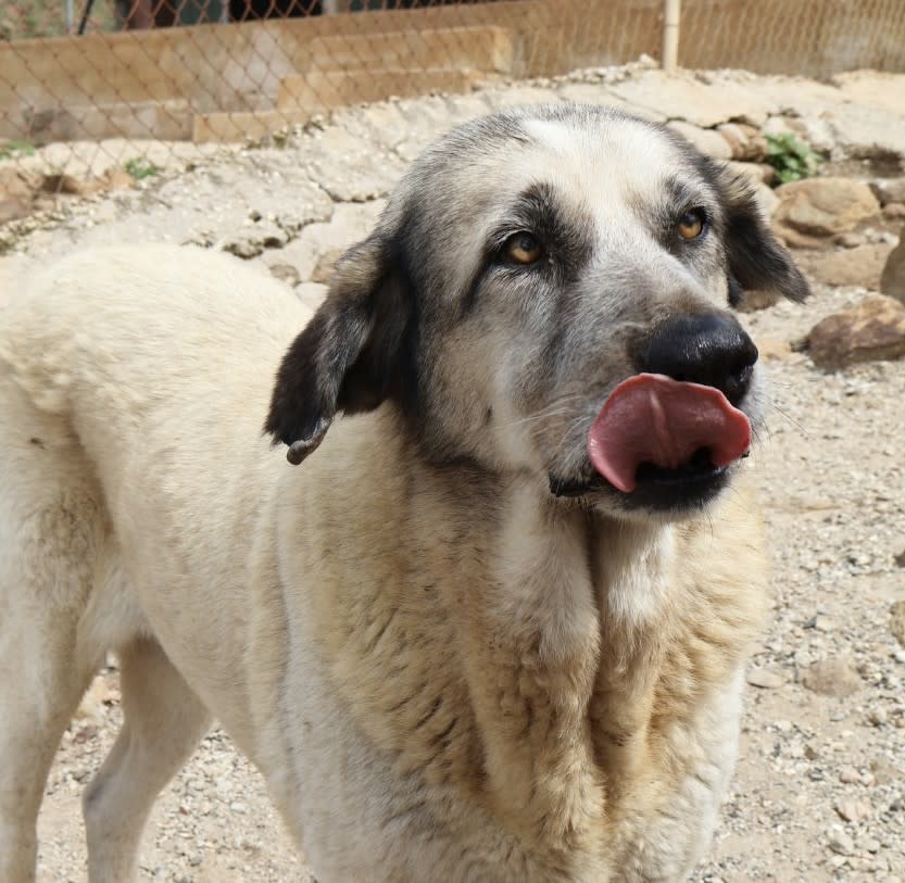 Noodle - AF25171AD Noodle - AF25171AD