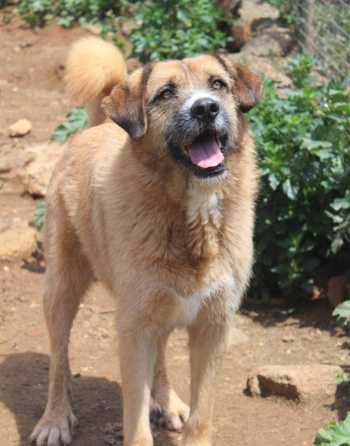 Wolfy - AM25161AD Wolfy - AM25161AD