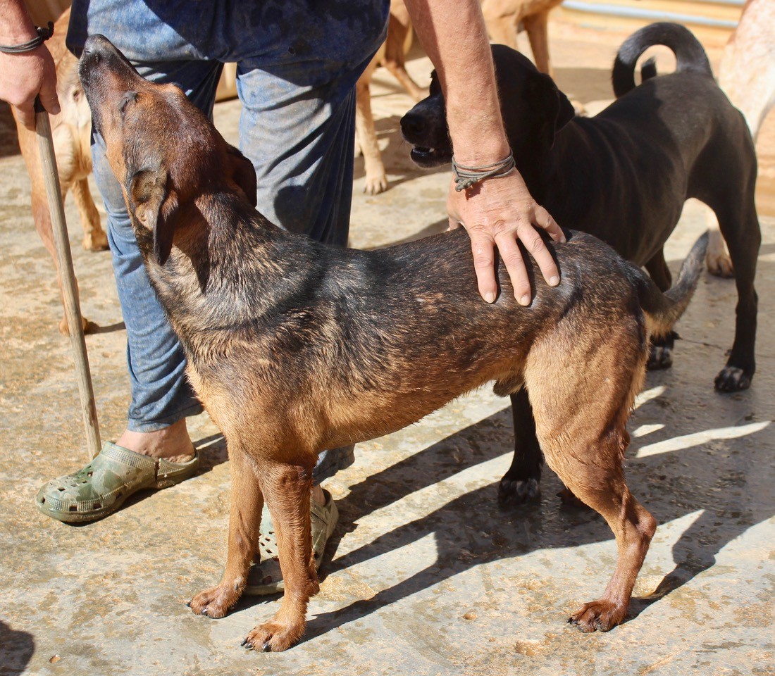 Romeo and Juliet - 25203PL