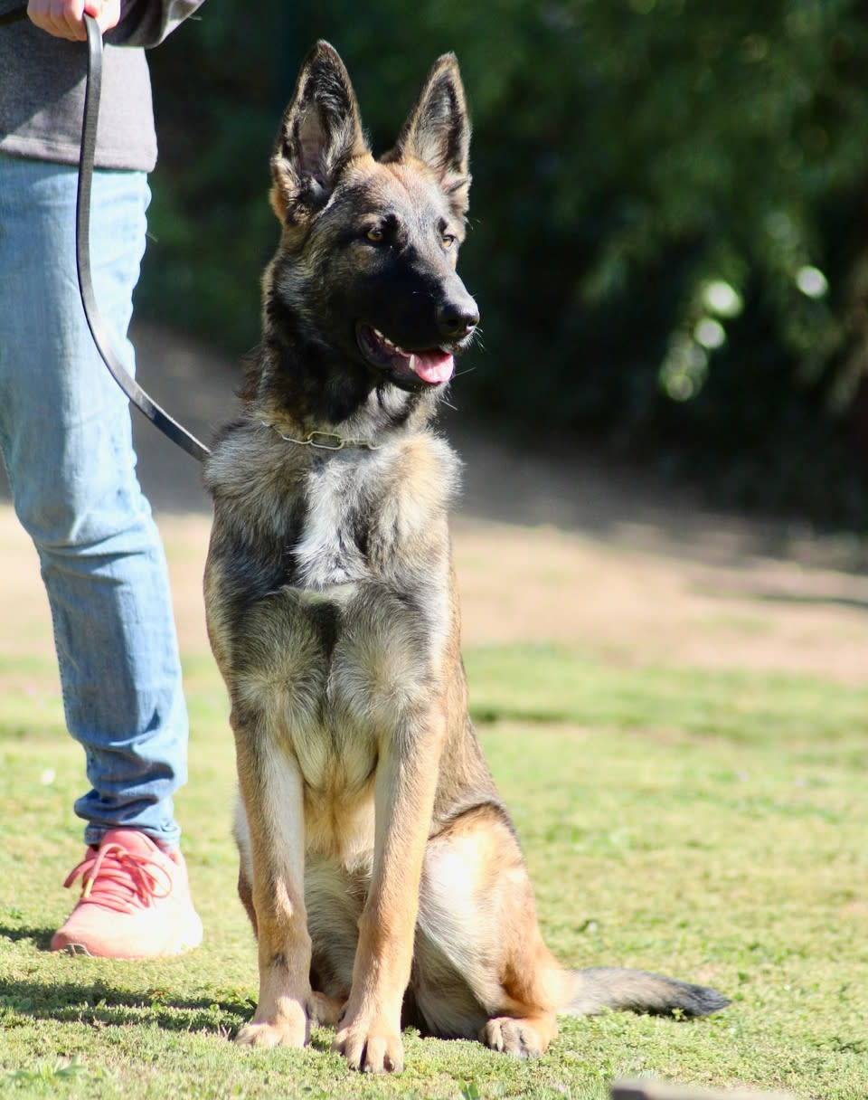 Diva - YF2443 Diva - YF2443