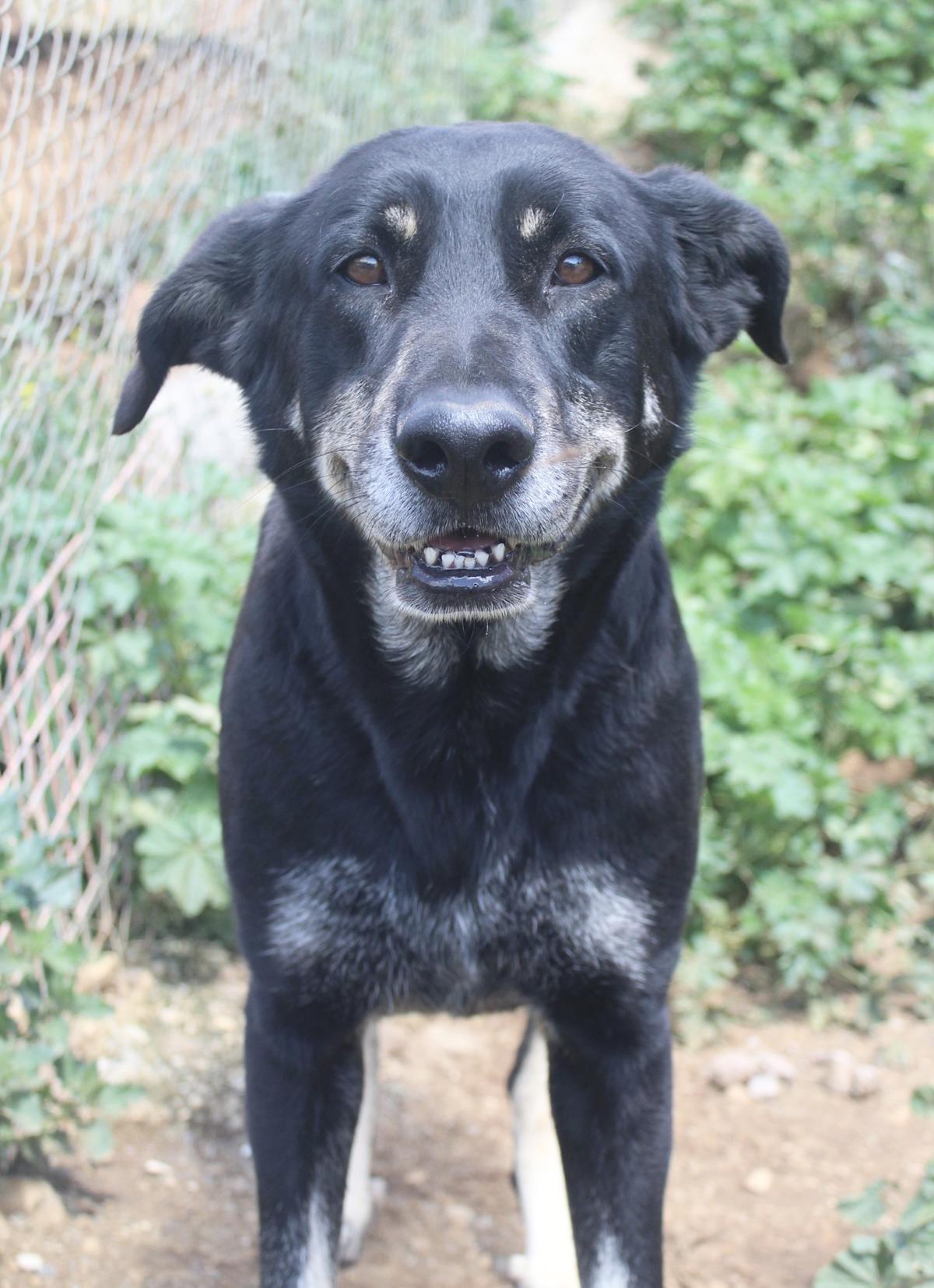 Panther - AM25155AD Panther - AM25155AD