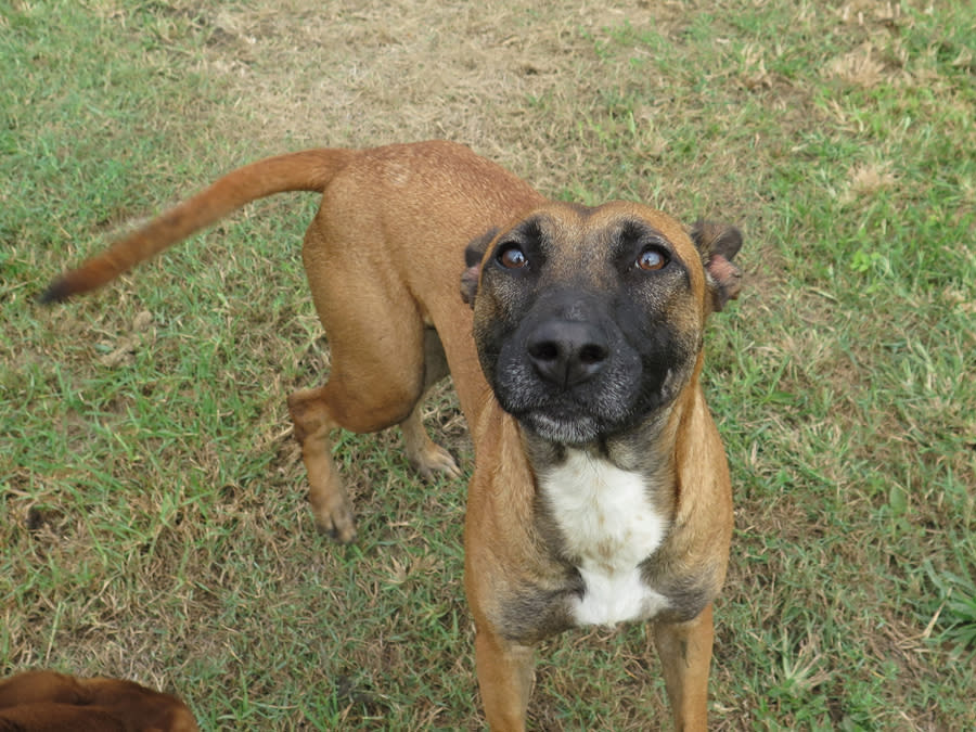 Alasca - YF25236LB Alasca - YF25236LB