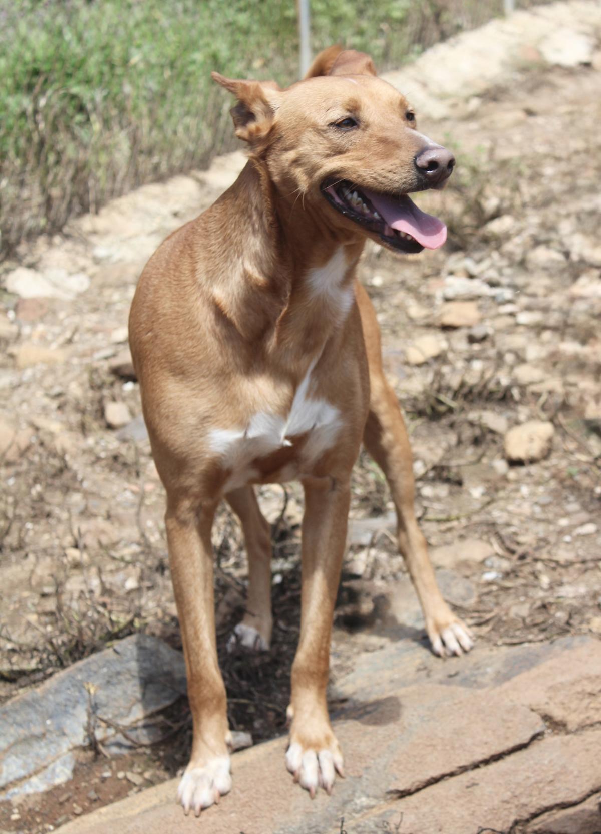 Angelo - AM2518AD Angelo - AM2518AD