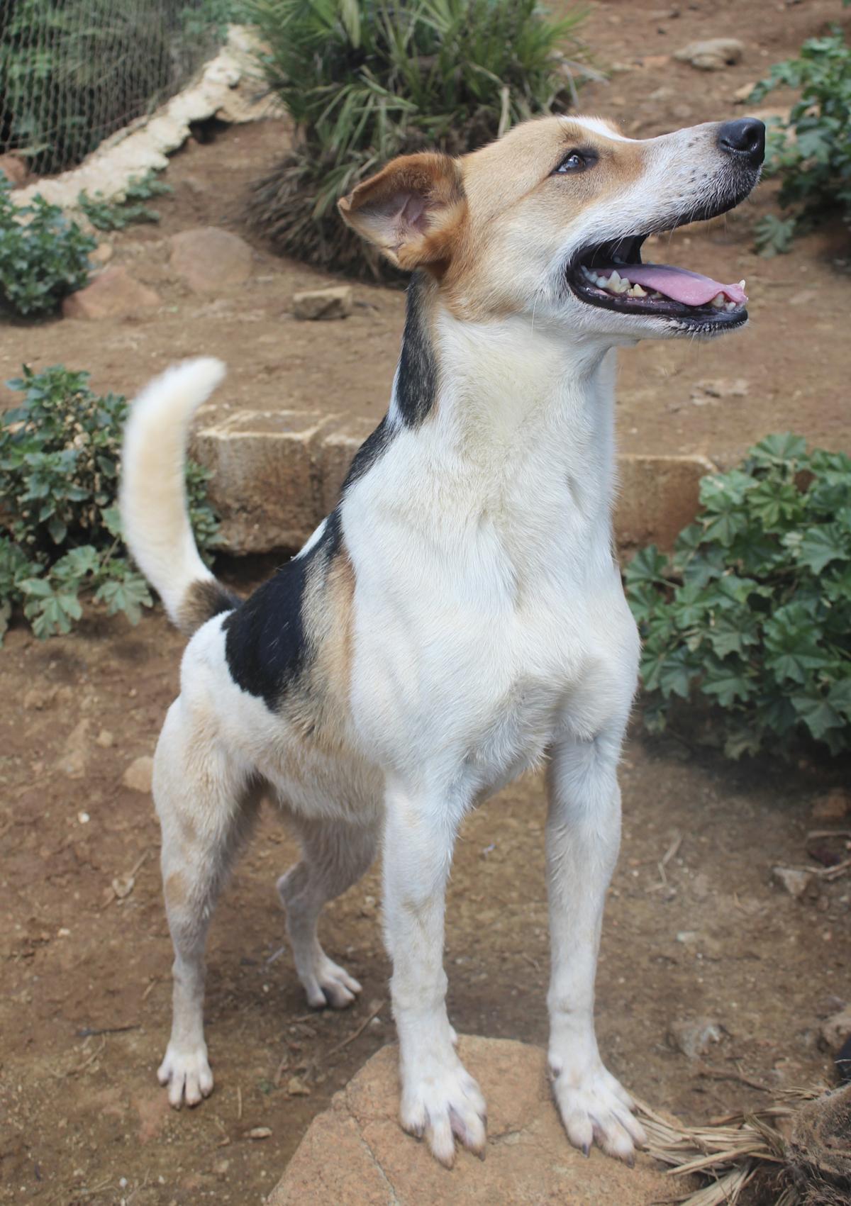 Bailey - AM25153AD Bailey - AM25153AD