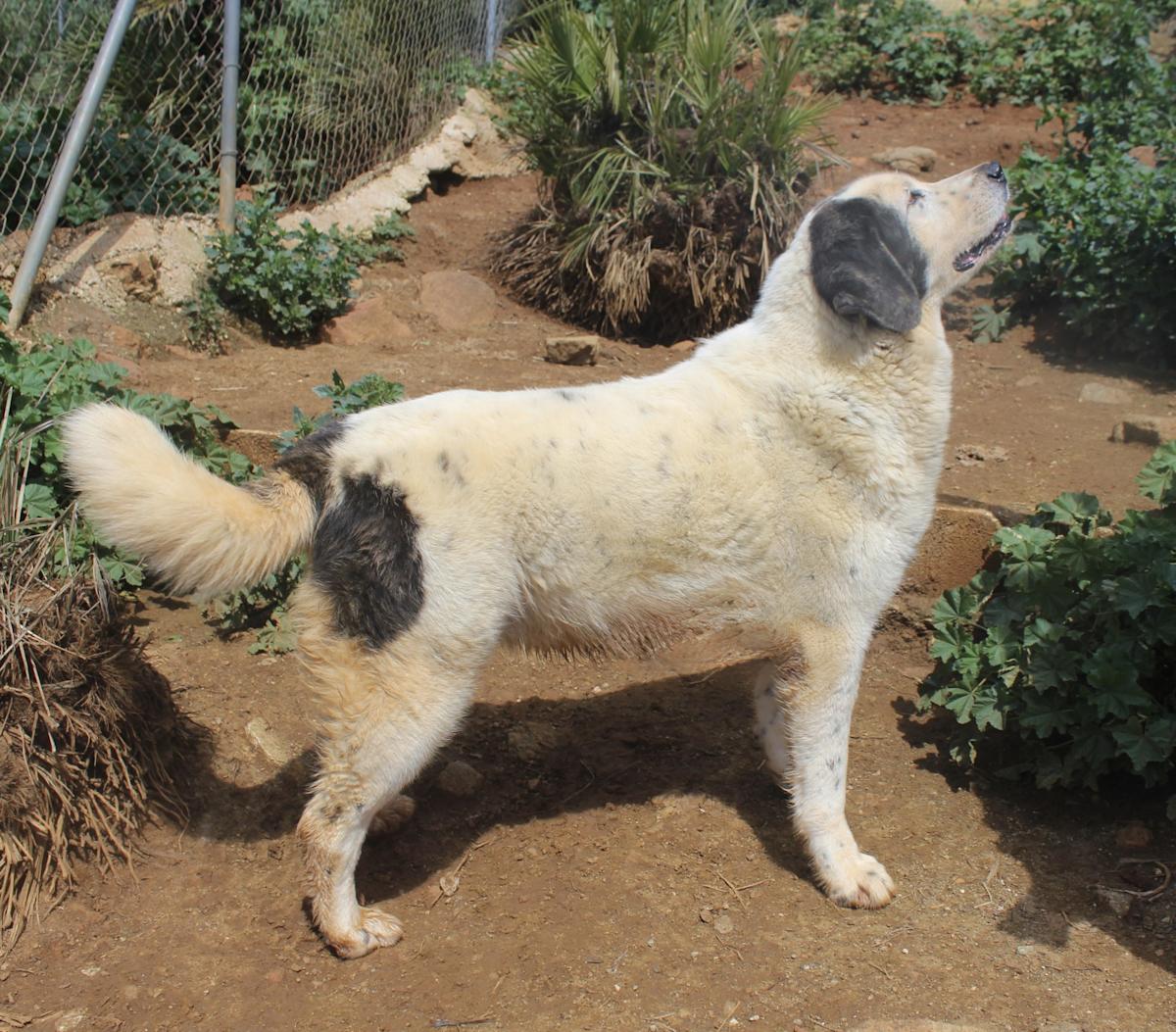 Sunny - AF25162AD Sunny - AF25162AD