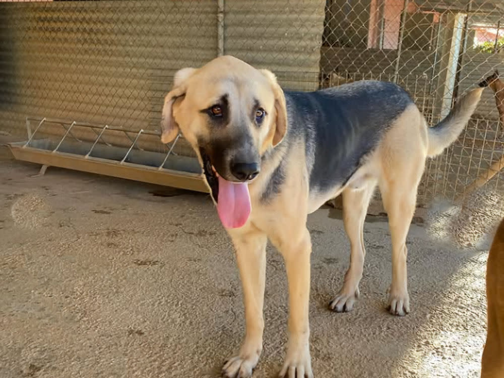 Nolan - YM26257AD Nolan - YM26257AD