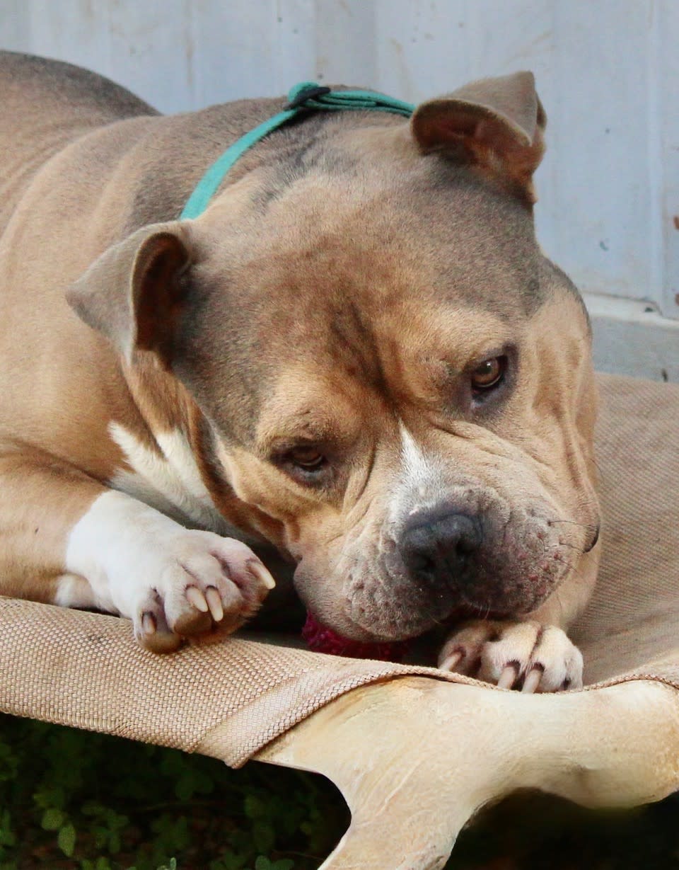 Cecil - AM25219ML Cecil - AM25219ML